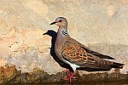 Turturica migratoare