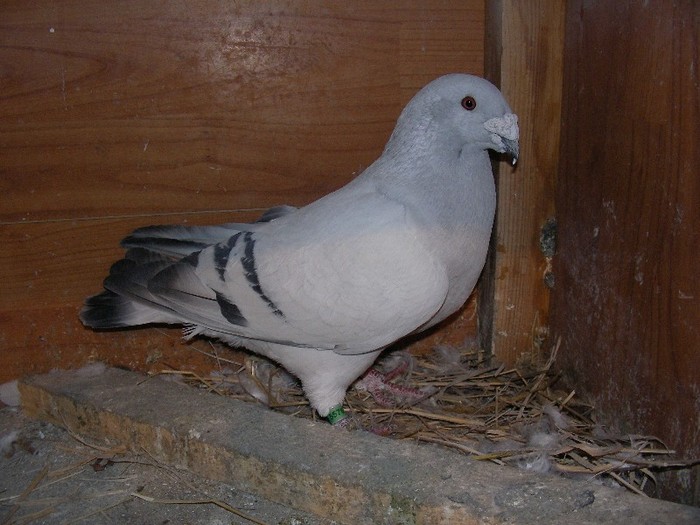 M 2009 - porumbei vinduti