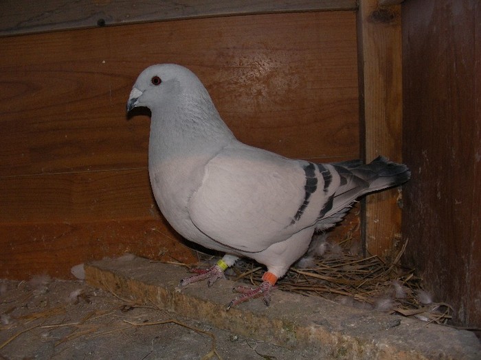 M 2011; vindut
