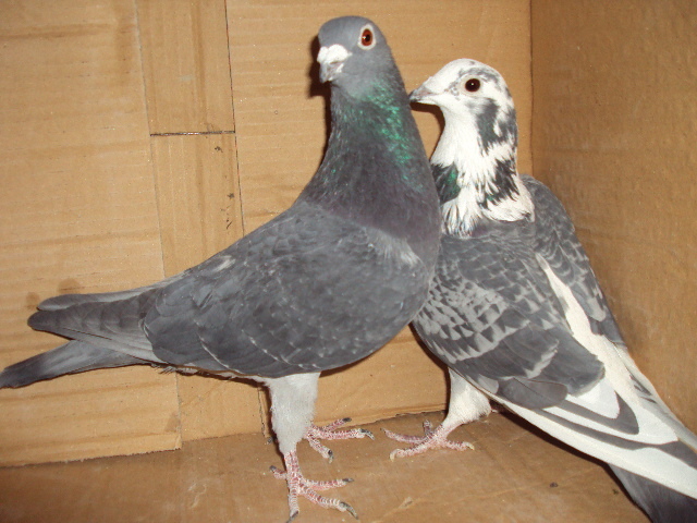 omorata de dihor....el a scapat