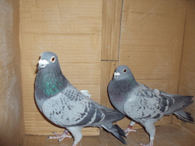 (SPANIOLA) omorata de dihor....el a scapat