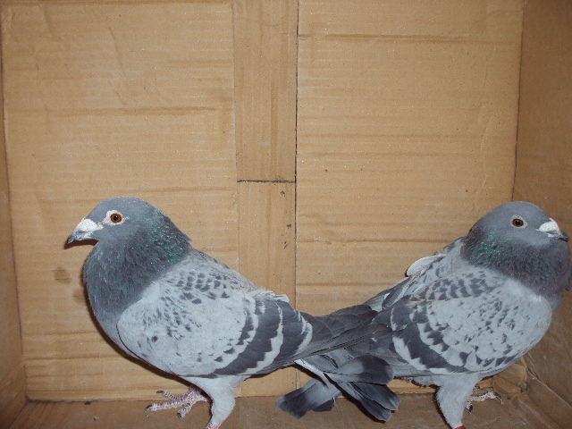 omorata de dihor....el a scapat si este imprumutat