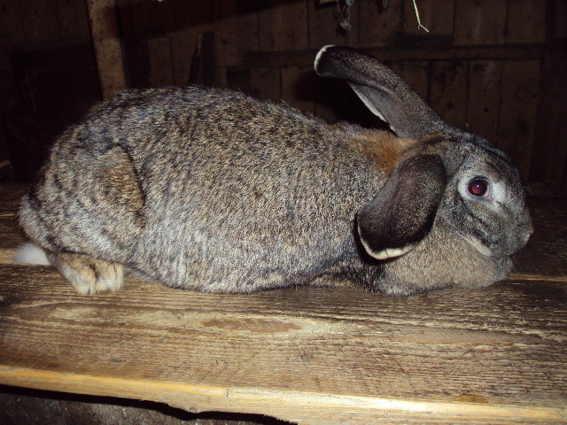 DSC04600 - IEPURI
