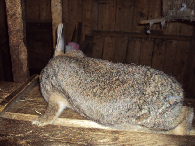 DSC04601 - IEPURI