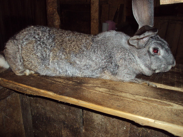 DSC04608 - IEPURI