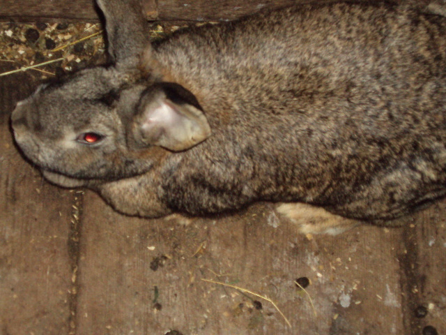 DSC04612 - IEPURI