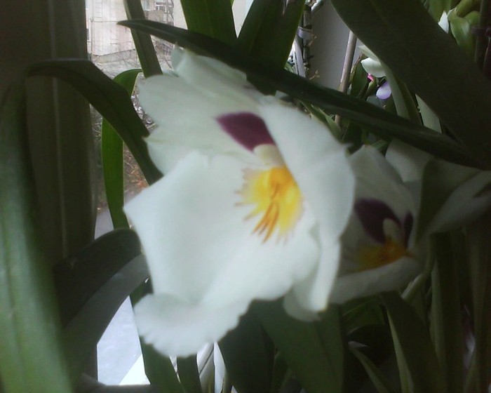 DSC00253; miltonia alba
