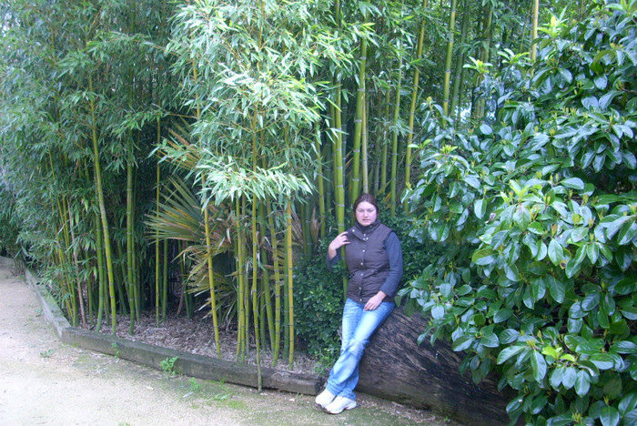 bambus - diverse
