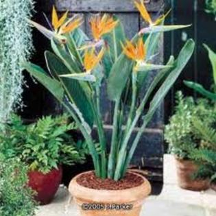 strelitzia - eu  - doresc