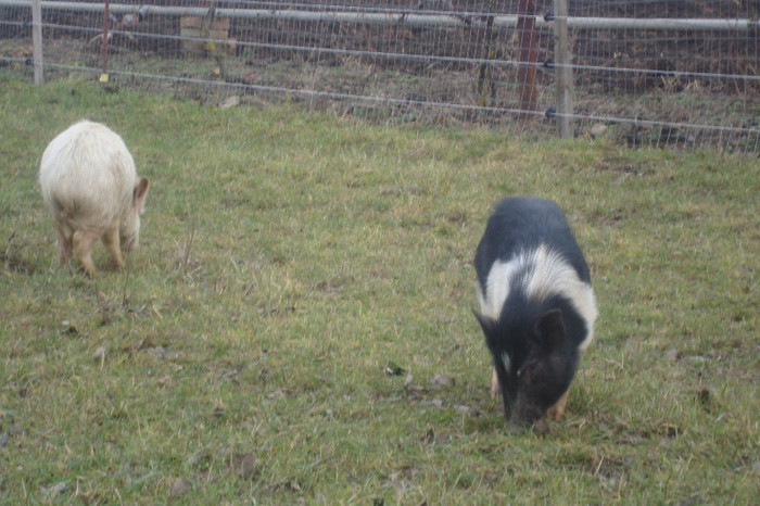 DSC02912 - vind porci vietnamezi ferma mea de      80 de porci