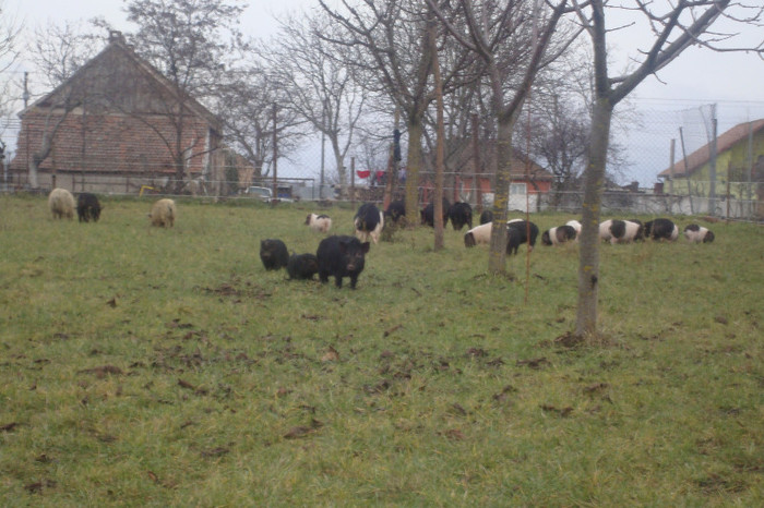 DSC02913 - vind porci vietnamezi ferma mea de      80 de porci