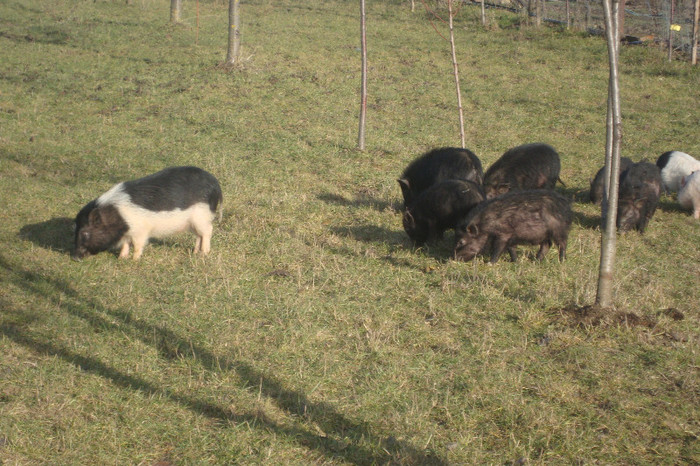 DSC02966 - vind porci vietnamezi ferma mea de      80 de porci