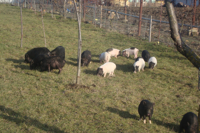 DSC02967 - vind porci vietnamezi ferma mea de      80 de porci