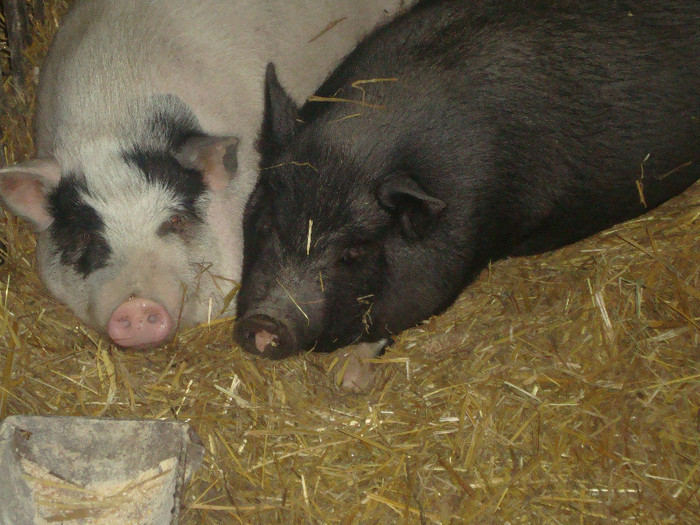DSC02975 - vind porci vietnamezi ferma mea de      80 de porci