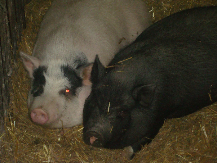 DSC02981 - vind porci vietnamezi ferma mea de      80 de porci