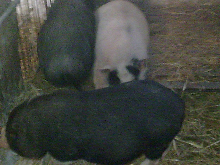 Image0862 - vind porci vietnamezi ferma mea de      80 de porci