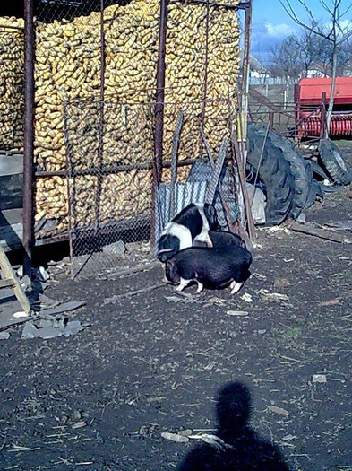 Image0866 - vind porci vietnamezi ferma mea de      80 de porci