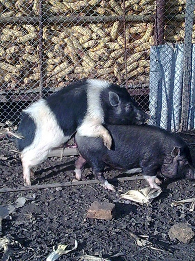 Image0867 - vind porci vietnamezi ferma mea de      80 de porci