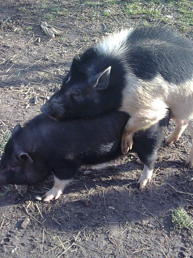 Image0869 - vind porci vietnamezi ferma mea de      80 de porci