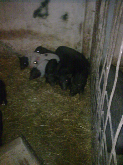 Image0873 - vind porci vietnamezi ferma mea de      80 de porci