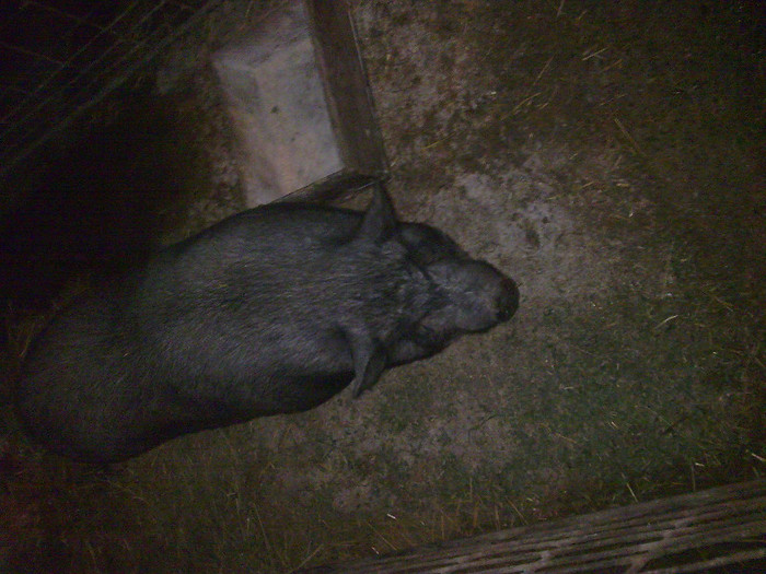Image0874 - vind porci vietnamezi ferma mea de      80 de porci