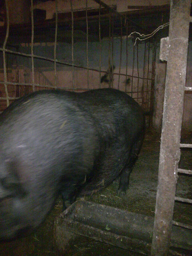 Image0875 - vind porci vietnamezi ferma mea de      80 de porci