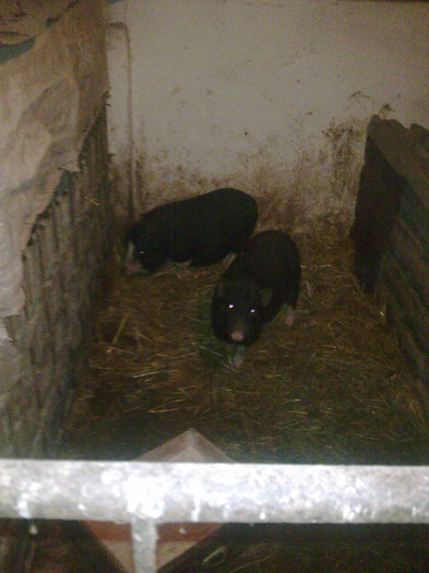 Image0876 - vind porci vietnamezi ferma mea de      80 de porci