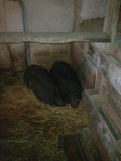 Image0877 - vind porci vietnamezi ferma mea de      80 de porci