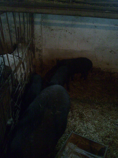 Image0878 - vind porci vietnamezi ferma mea de      80 de porci