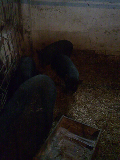 Image0879 - vind porci vietnamezi ferma mea de      80 de porci