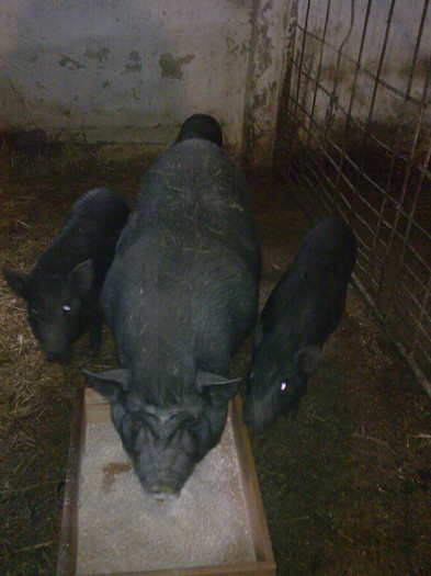 Image0880 - vind porci vietnamezi ferma mea de      80 de porci