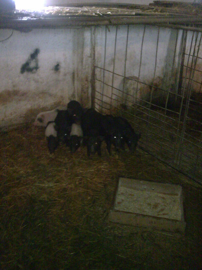 Image0881 - vind porci vietnamezi ferma mea de      80 de porci