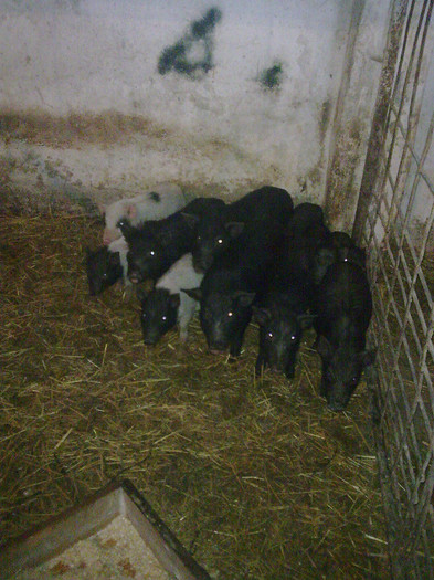 Image0882 - vind porci vietnamezi ferma mea de      80 de porci