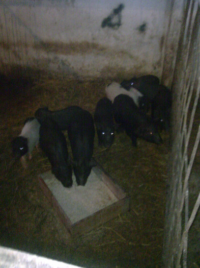 Image0883 - vind porci vietnamezi ferma mea de      80 de porci