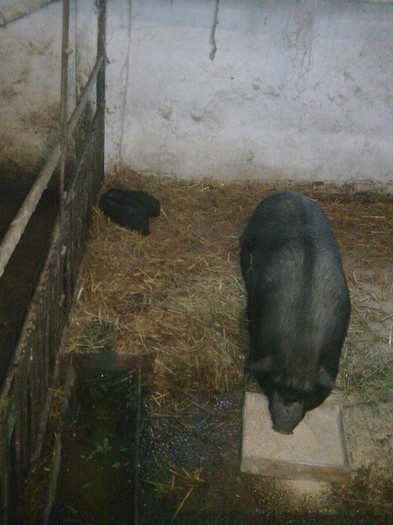 Image0885 - vind porci vietnamezi ferma mea de      80 de porci