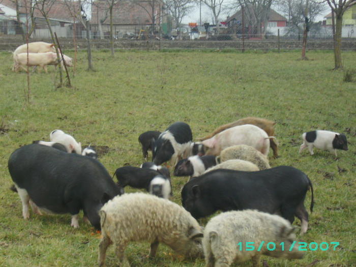 PICT0035