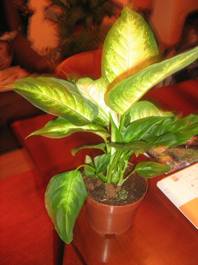 24 ian - Dieffenbachia