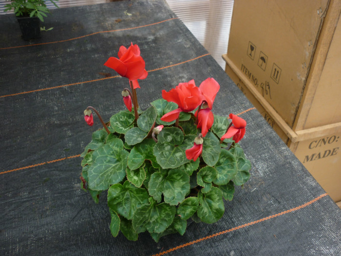 cyclamen