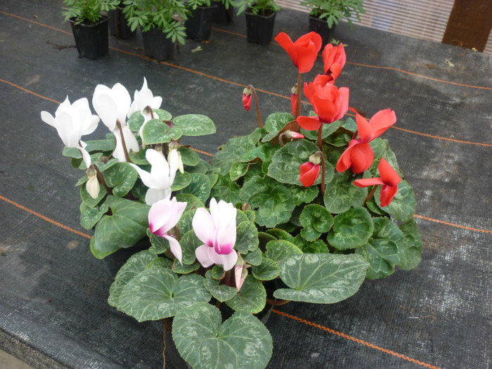 cyclamen1