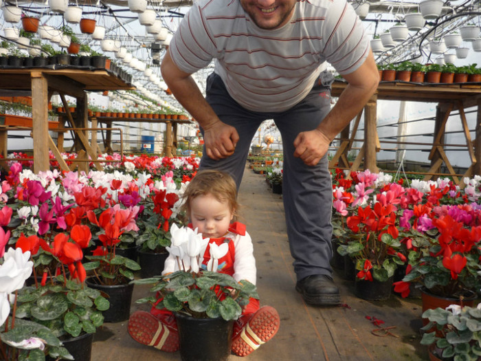 P1000493 - Cyclamen