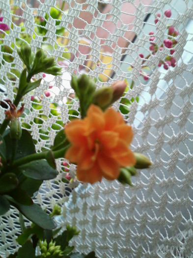 IMG011 - kalanchoe 2012 - iarna