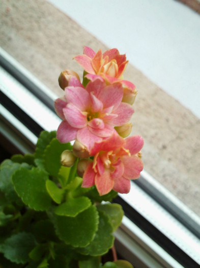 IMG001 - kalanchoe 2012 - iarna