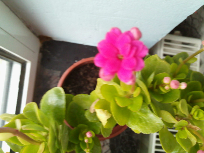 IMG002 - kalanchoe 2012 - iarna