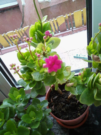 IMG004 - kalanchoe 2012 - iarna