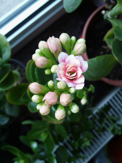 IMG005 - kalanchoe 2012 - iarna