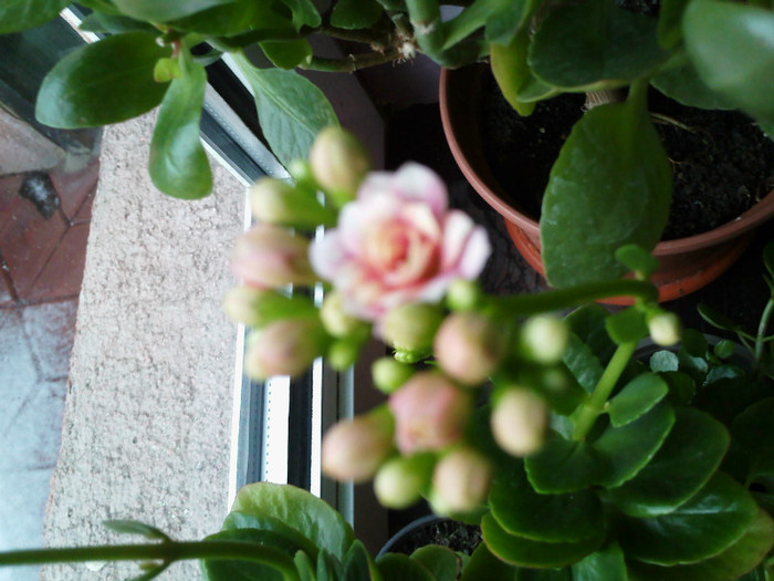 IMG009 - kalanchoe 2012 - iarna