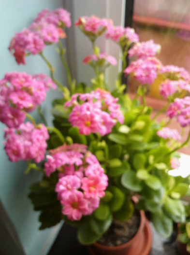IMG031 - kalanchoe 2012 - iarna