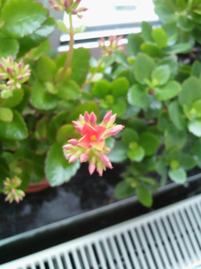 IMG034 - kalanchoe 2012 - iarna