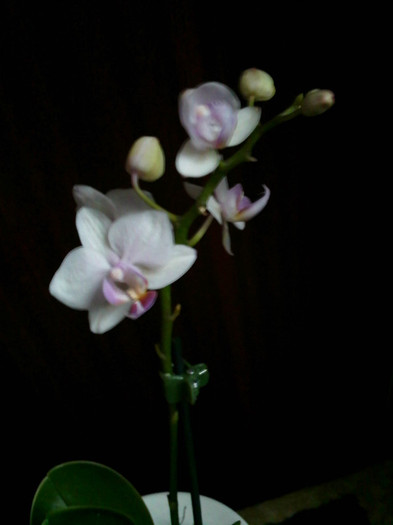 IMG018 - orhidee 2012