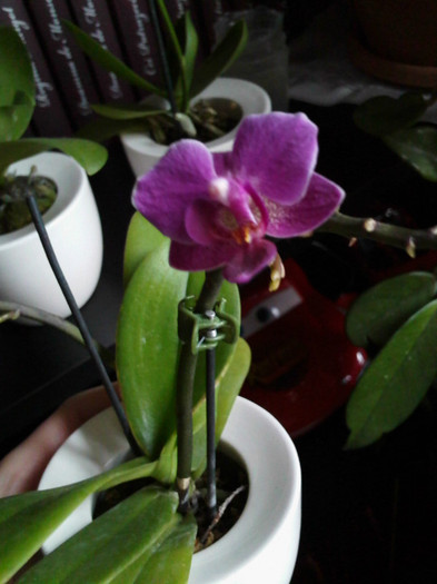 IMG015 - orhidee 2012